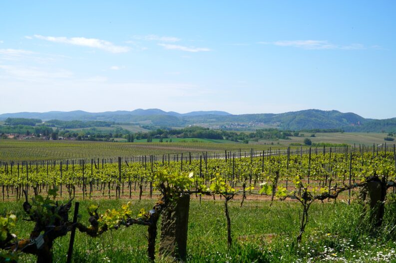 vineyards-5096681_1920